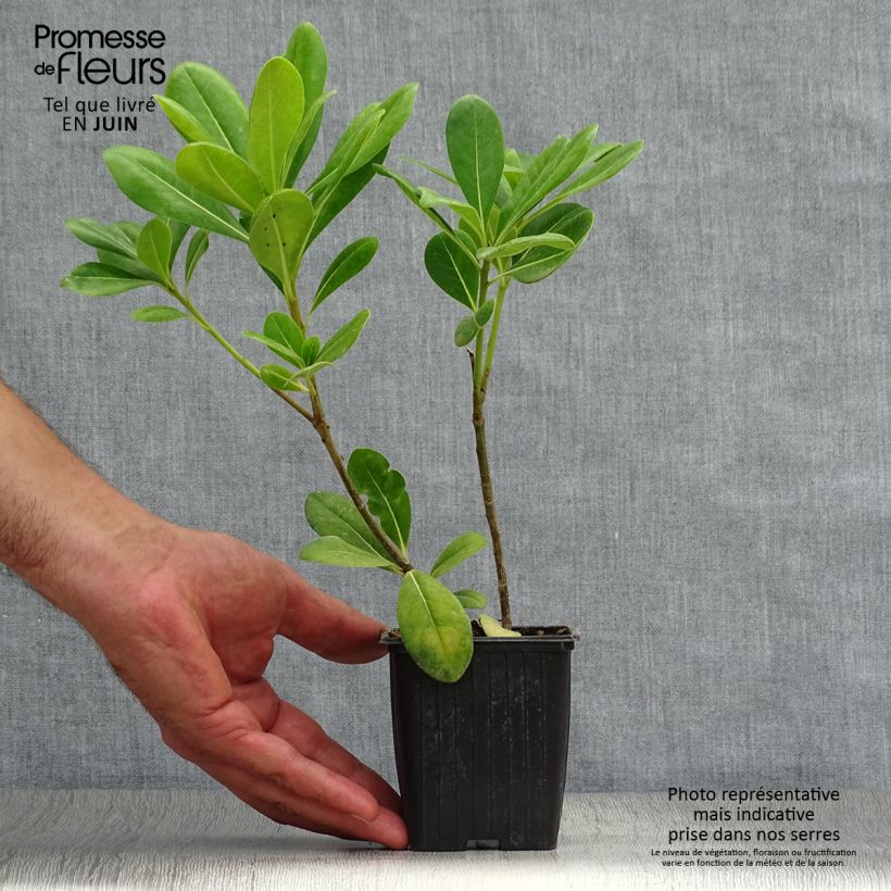Esemplare di Pittosporum tobira - Pitosforo Vasetto da 8/9 cm consegnato in estate