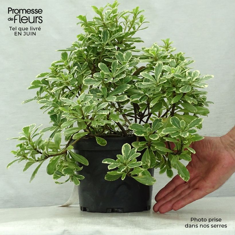Esemplare di Pittosporum tobira var. nana Neige du Mont Ventoux Vaso da 3L/4L consegnato in estate