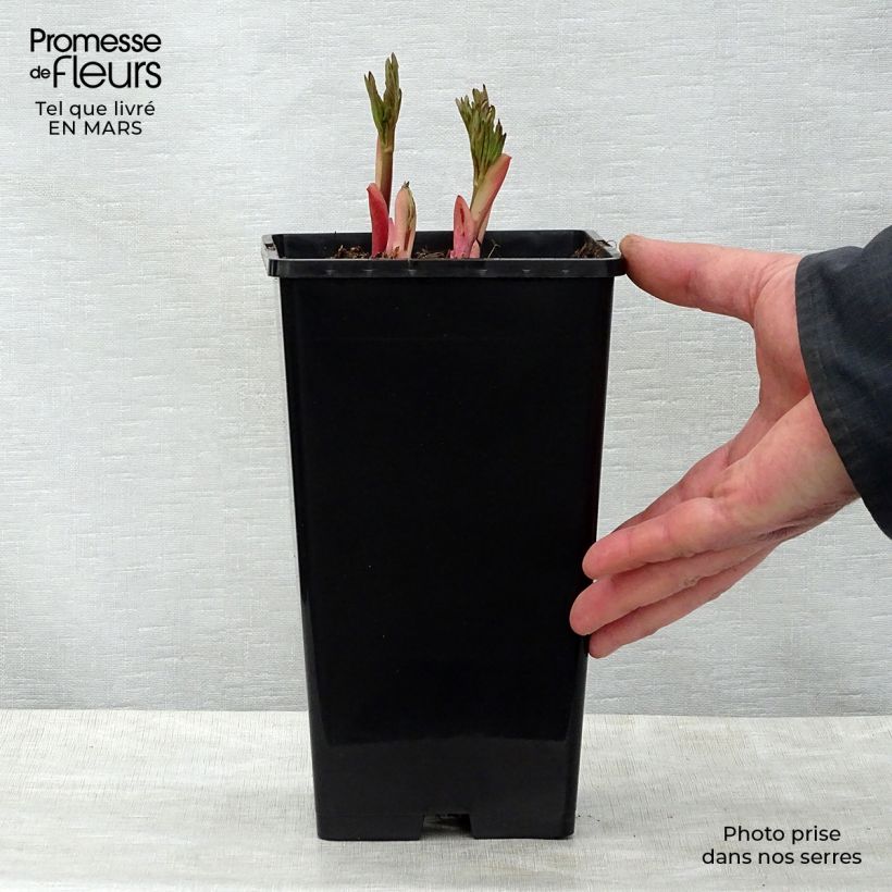 Peonia erbacea Flame Cespo 3/5 occhi esemplare consegnato in primavera