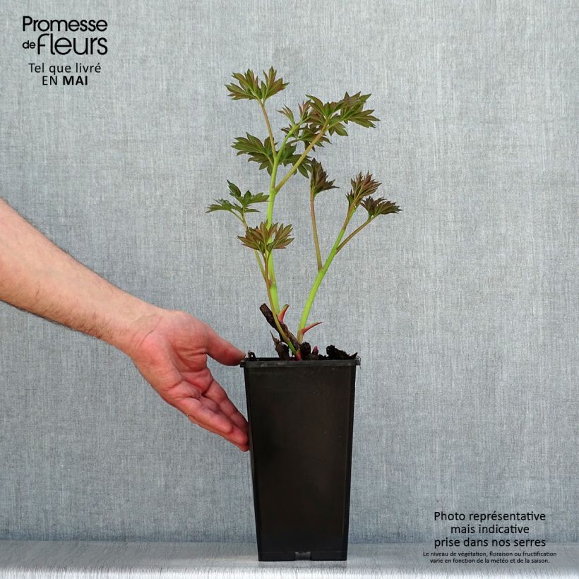 Peonia Itoh Callies Memory Cespo 3/5 occhi esemplare consegnato in primavera