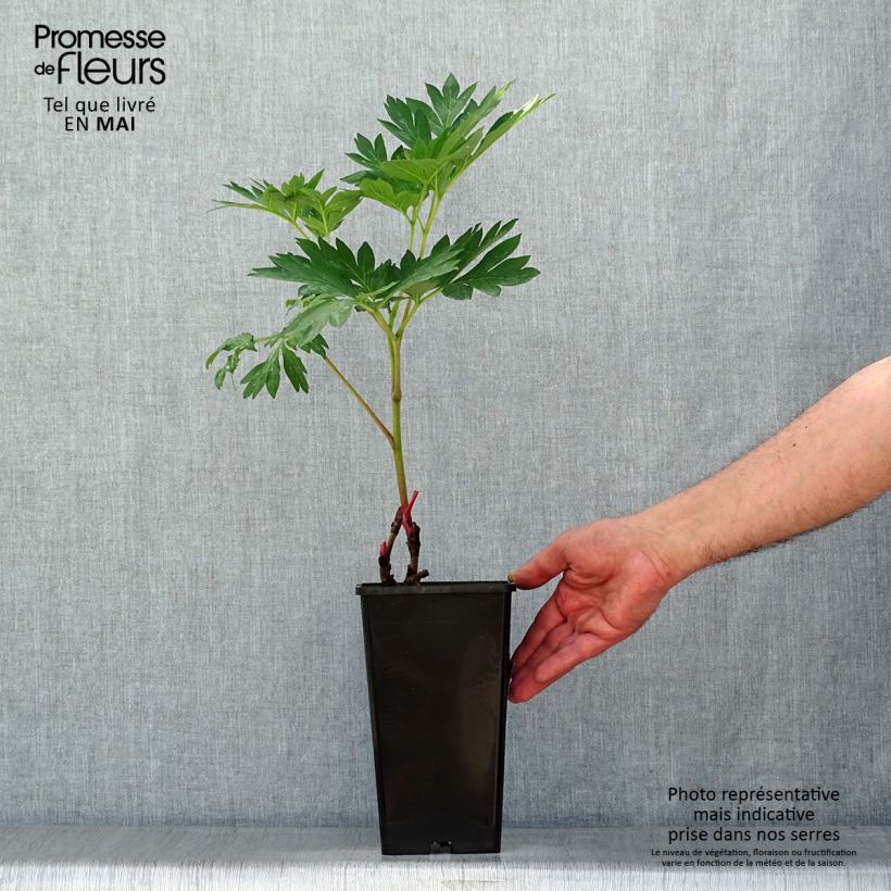 Peonia Itoh Canary Brillant Cespo 3/5 occhi esemplare consegnato in primavera