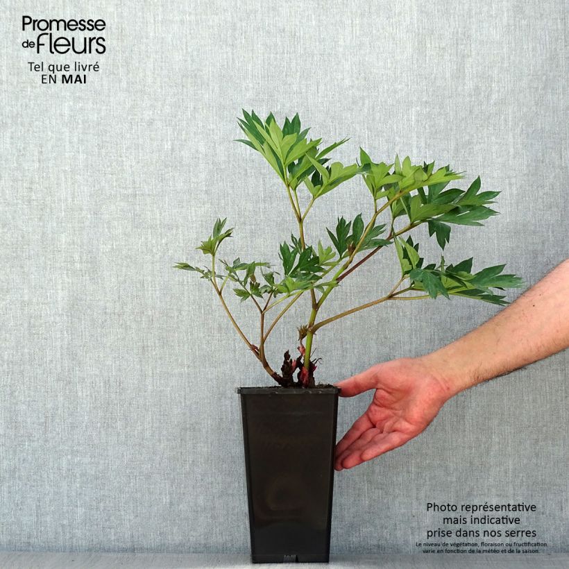 Peonia Itoh Cora Louise Cespo 3/5 occhi esemplare consegnato in primavera