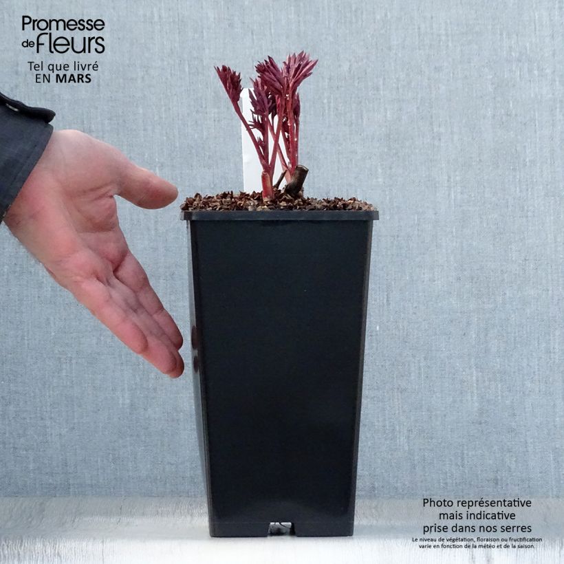 Peonia Itoh Pink Ardour Cespo 3/5 occhi esemplare consegnato in primavera