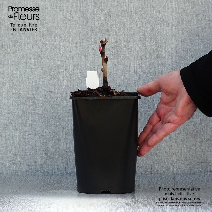 Paeonia lutea Hai Huang - Peonia a fiore giallo Vaso da 3L/4L esemplare consegnato in inverno