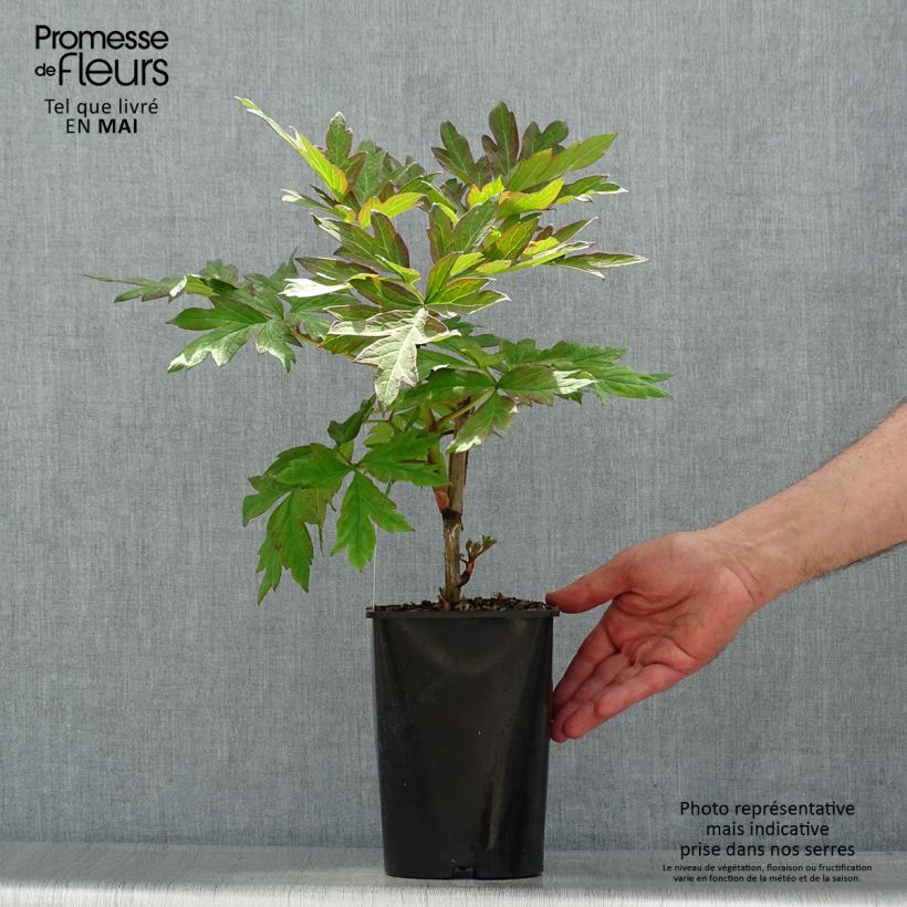 Paeonia lutea Hai Huang - Peonia a fiore giallo Vaso da 2L/3L esemplare consegnato in primavera