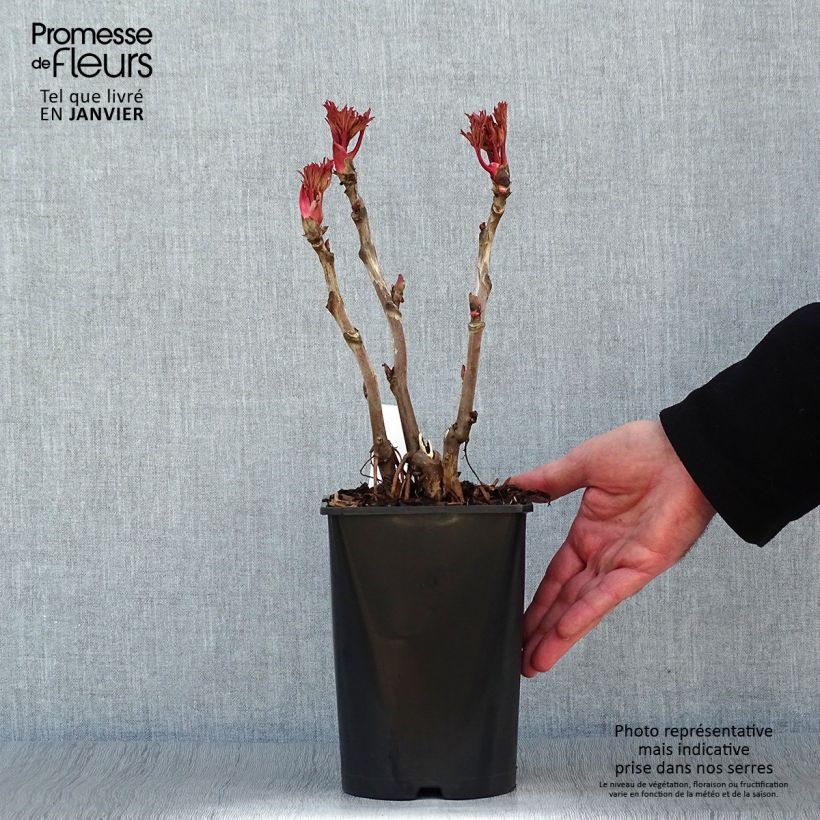 Peonia arborea Lu He Hong Vaso da 2L/3L esemplare consegnato in inverno
