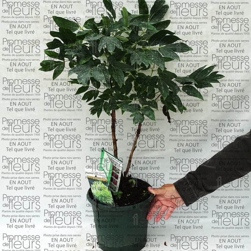 Esempio di esemplare Peonia arborea 10 Lu Mu Ying Yu Vaso da 6L/7L come consegnato