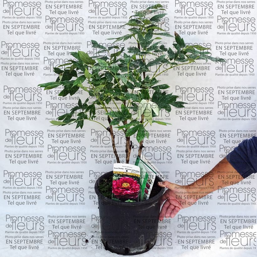 Esempio di esemplare Peonia arborea Ri Yue Jin Vaso da 7,5L/10L come consegnato