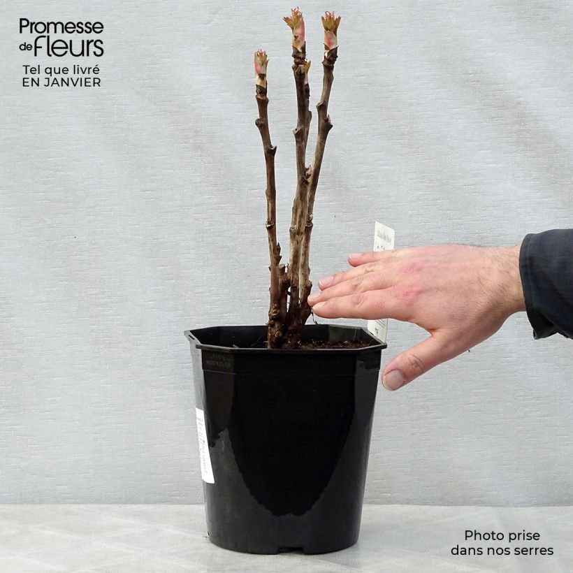 Peonia arborea Ri Yue Jin Vaso da 4L/5L esemplare consegnato in inverno