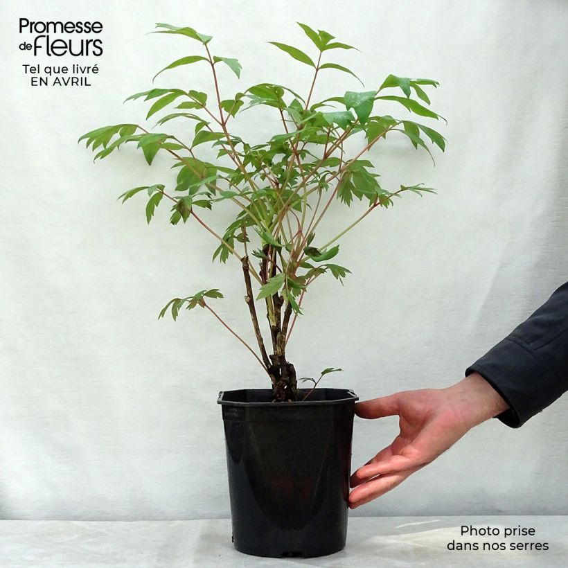 Peonia arborea Ri Yue Jin Vaso da 4L/5L esemplare consegnato in primavera