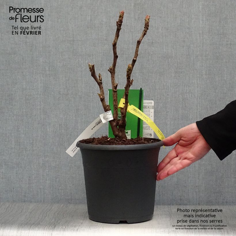 Peonia arborea Wu Jin Yao Hui Vaso da 6L/7L esemplare consegnato in inverno
