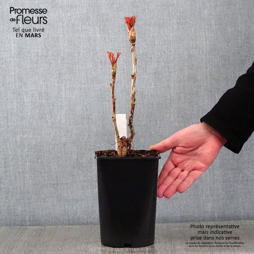 Peonia arborea Xue Ta Vaso da 2L/3L esemplare consegnato in inverno