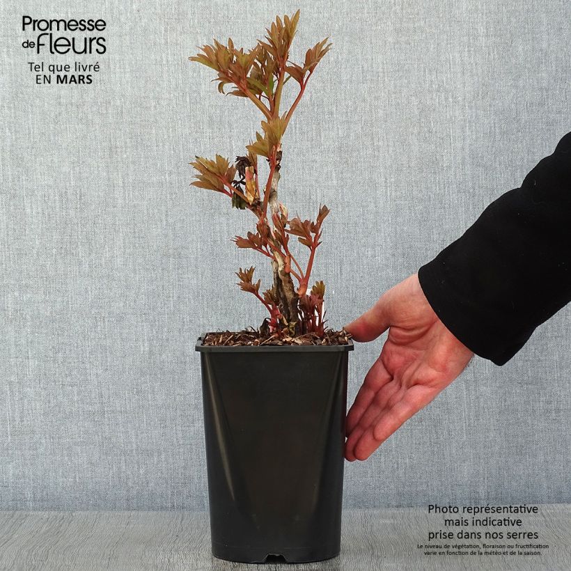 Peonia arborea Fen He Piao Jiang Vaso da 2L/3L esemplare consegnato in inverno