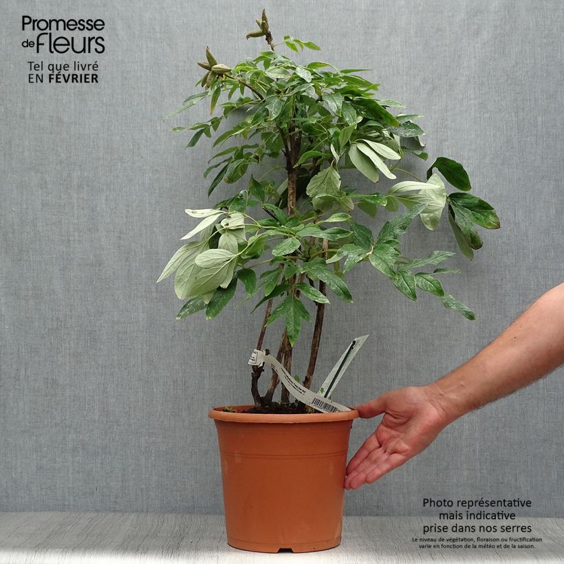 Esemplare di Paeonia ostii Feng Dan Bai - Peonia arborea Vaso da 7,5L/10L come consegnato in autunno