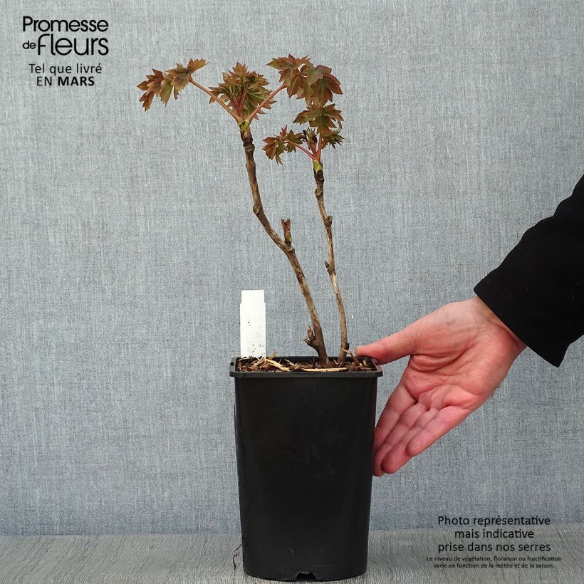Peonia arborea Luo Yang Hong Vaso da 2L/3L esemplare consegnato in inverno