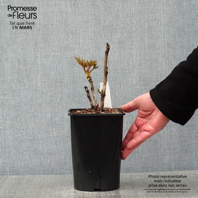 Peonia arborea Rou Fu Rong Vaso da 2L/3L esemplare consegnato in inverno