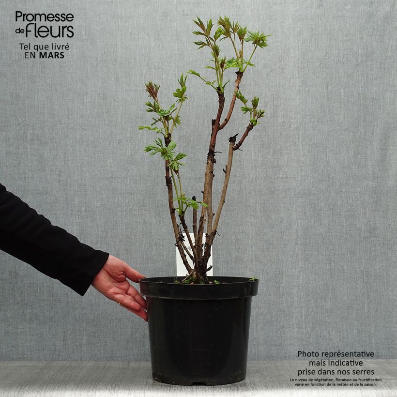 Paeonia delavayi var. lutea Vaso da 7,5L/10L esemplare consegnato in primavera