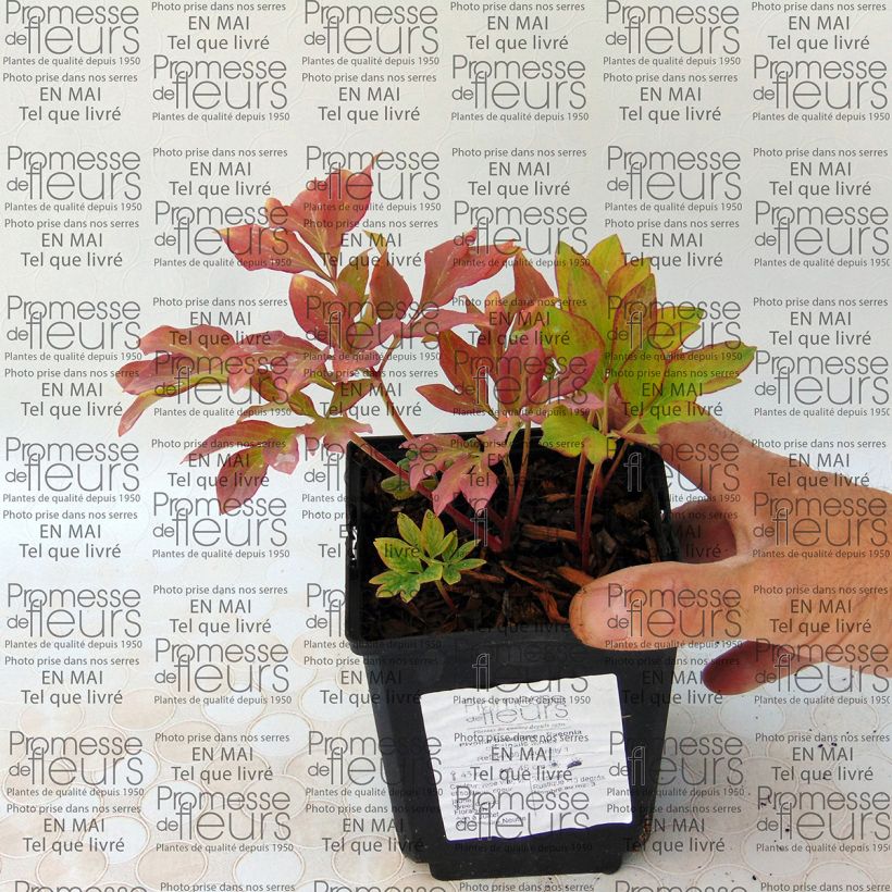 Esempio di esemplare Paeonia officinalis Mollis Cespo 3/5 occhi come consegnato