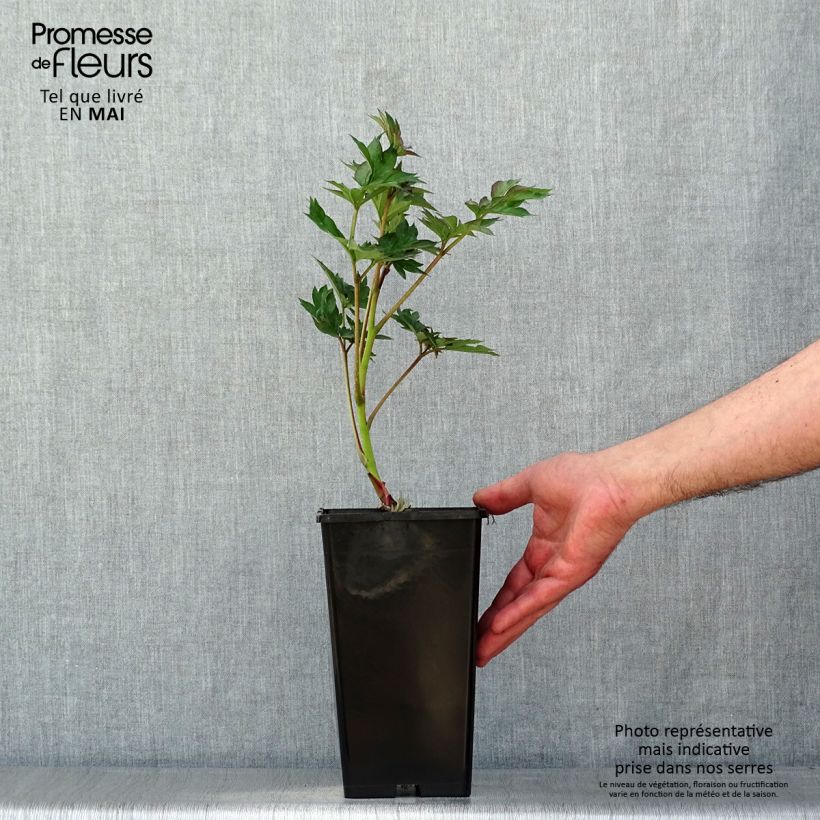 Peonia Itoh Viking Full Moon Cespo 3/5 occhi esemplare consegnato in primavera