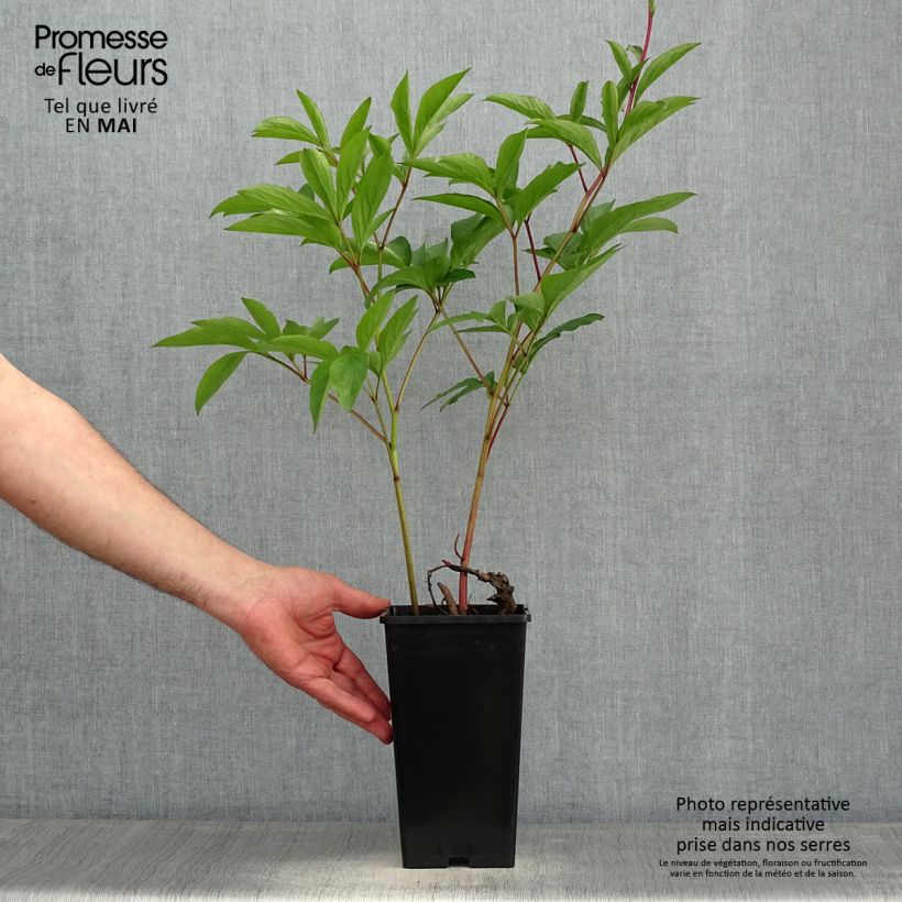 Peonia erbacea Albert Crousse Cespo 3/5 occhi esemplare consegnato in primavera