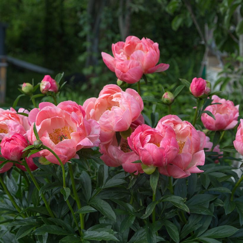 Peonia erbacea Coral Charm (Porto)