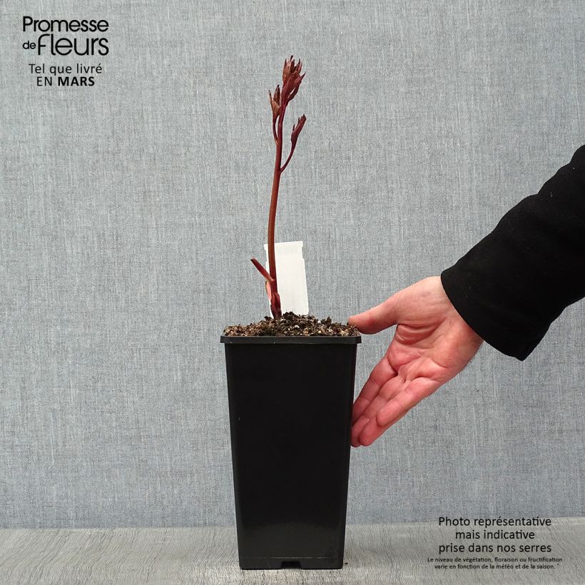 Peonia erbacea Félix Crousse Cespo 3/5 occhi esemplare consegnato in inverno
