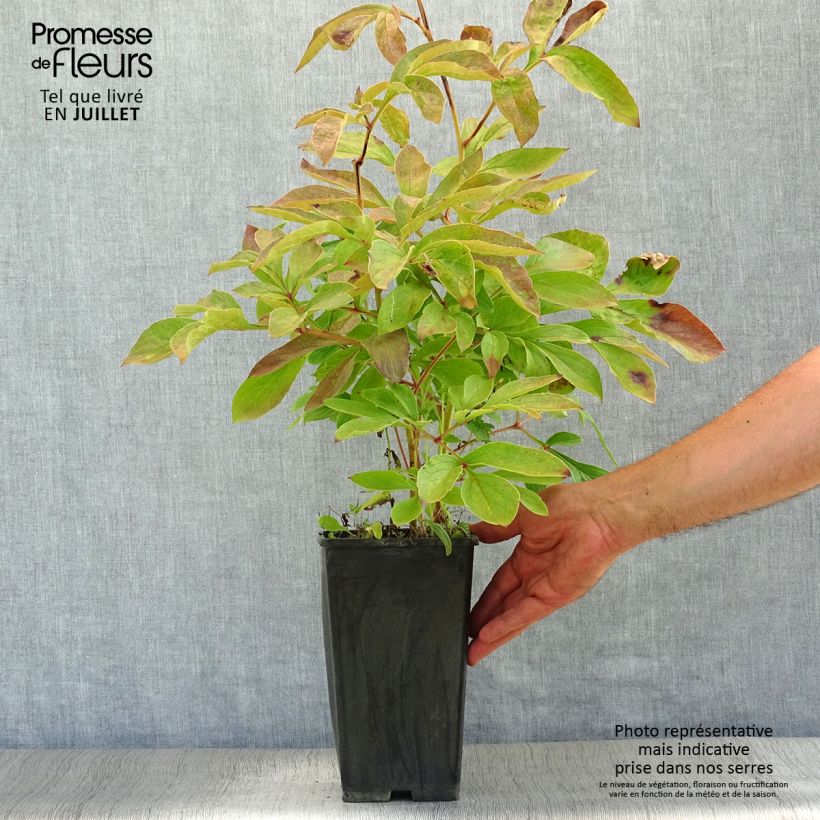 Esemplare di Peonia erbacea Festiva Maxima Cespo 3/5 occhi consegnato in estate