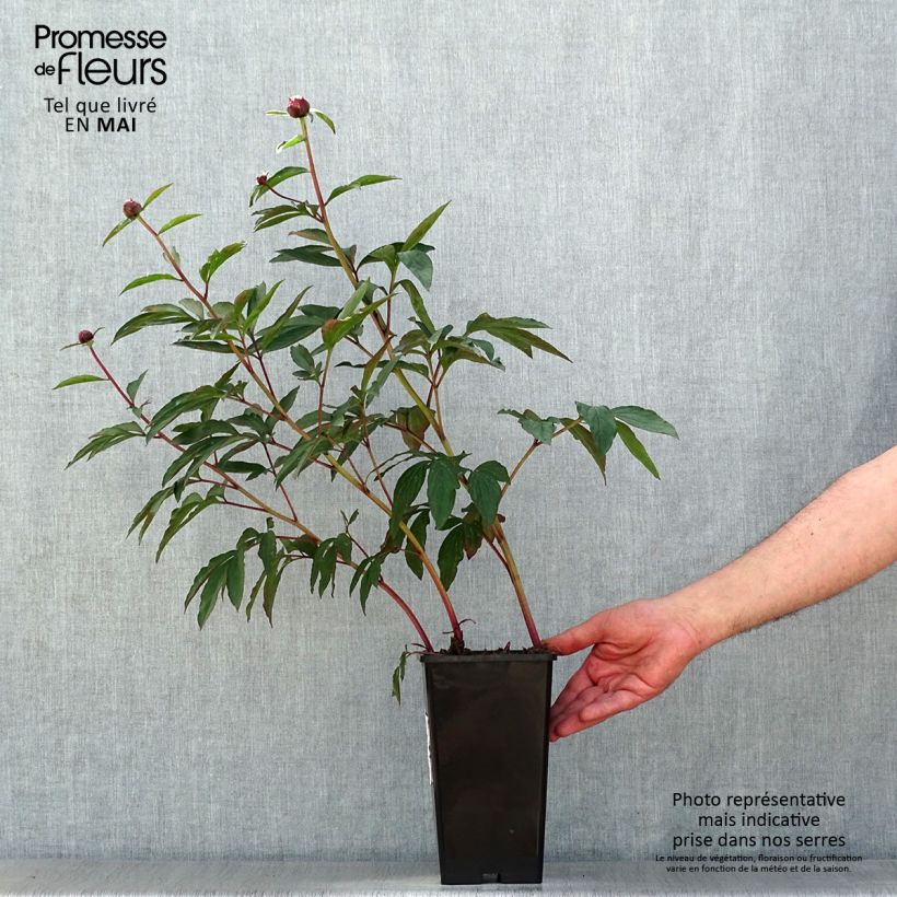 Peonia erbacea Gardenia Cespo 3/5 occhi esemplare consegnato in primavera