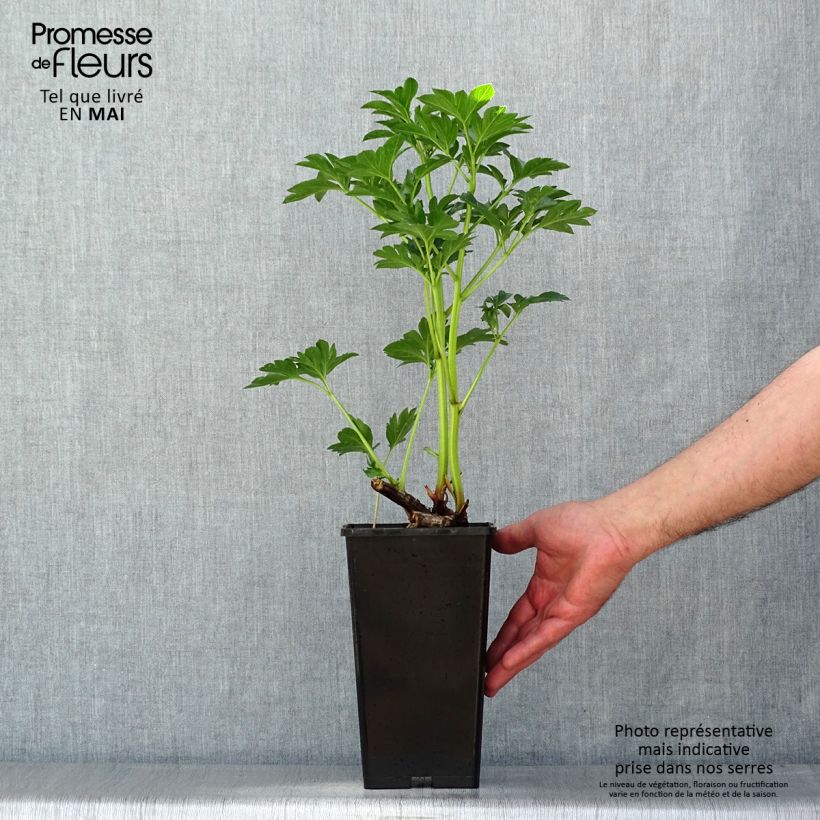 Peonia erbacea King's Day Cespo 3/5 occhi esemplare consegnato in primavera