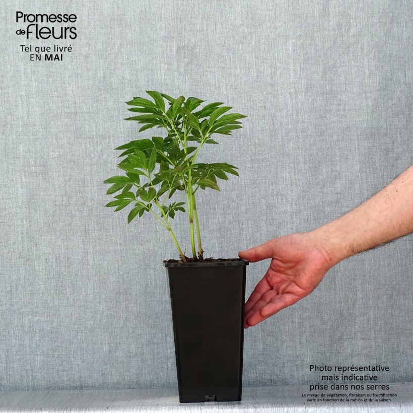 Peonia erbacea Miss Eckhardt Cespo 3/5 occhi esemplare consegnato in primavera