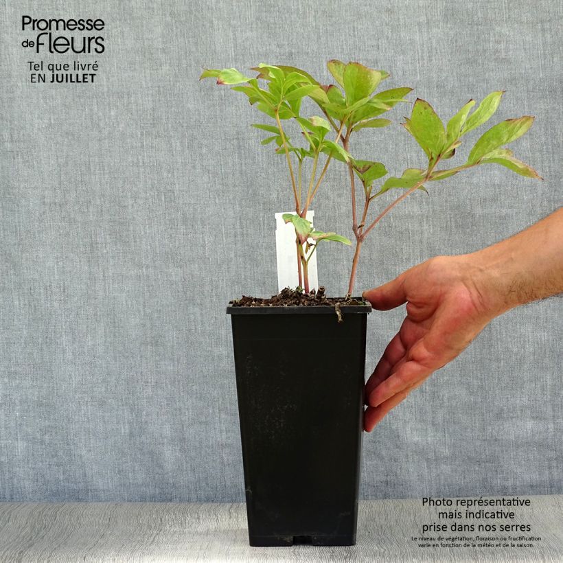 Esemplare di Peonia erbacea Nippon Beauty Cespo 3/5 occhi consegnato in estate