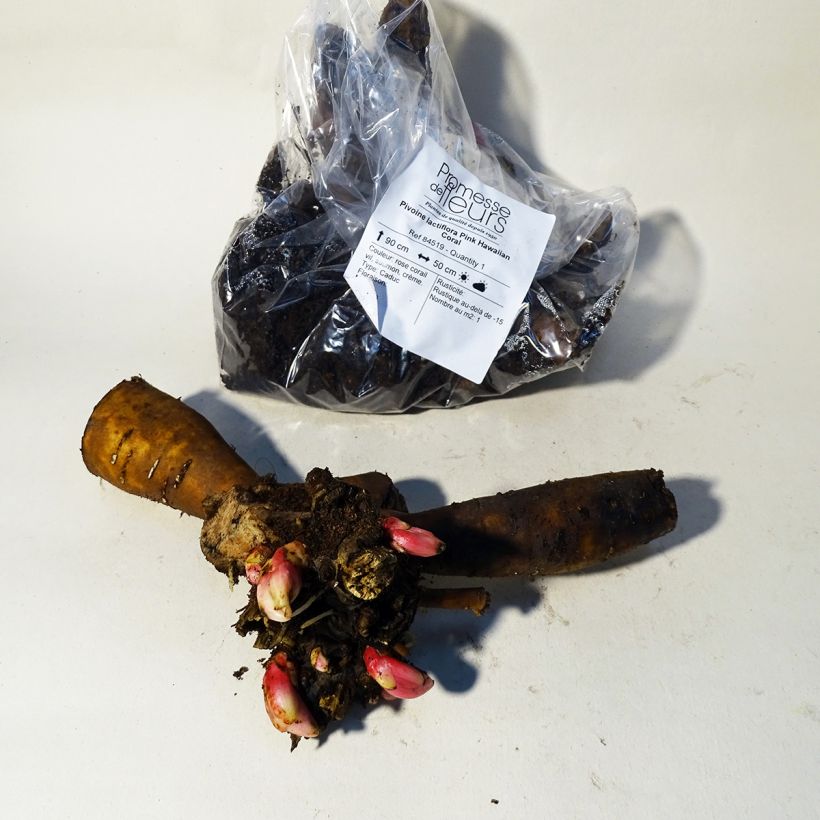 Esemplare di Peonia erbacea Pink Hawaiian Coral Cespo 3/5 occhi consegnato in estate