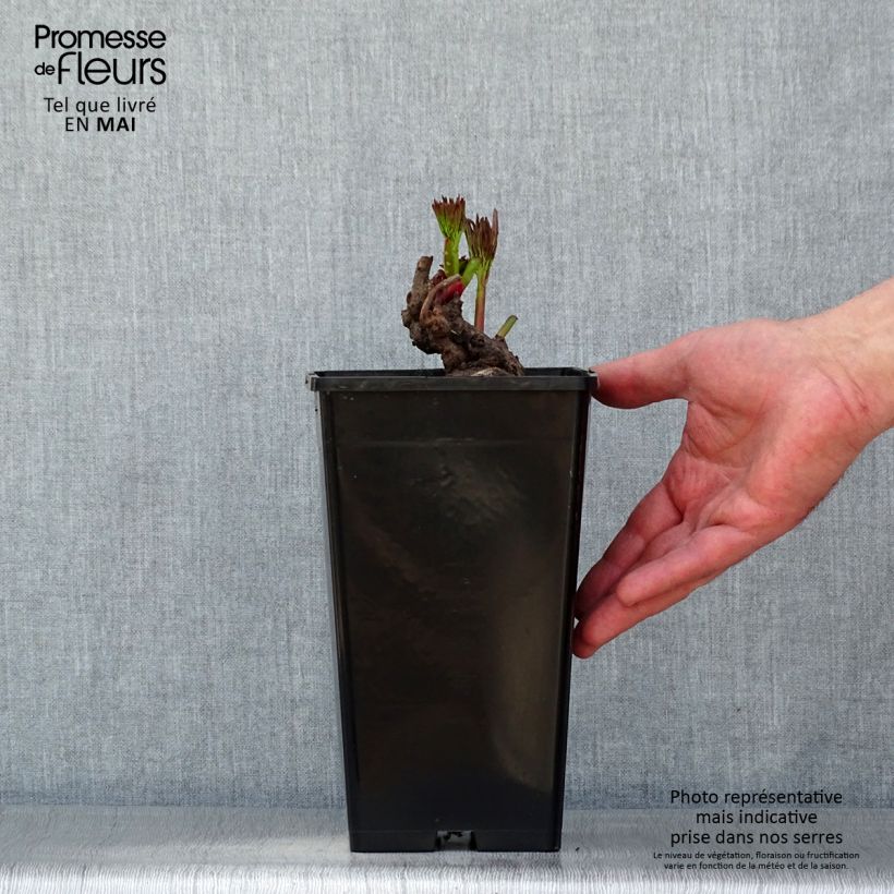 Peonia erbacea Reine Hortense Cespo 3/5 occhi esemplare consegnato in primavera