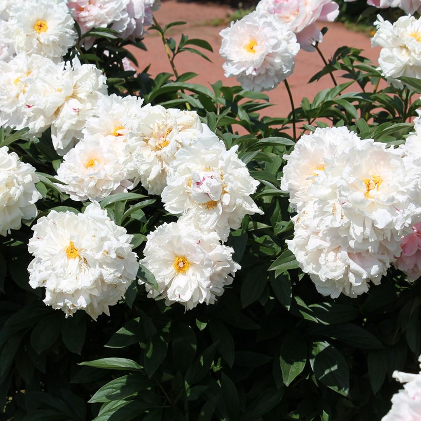 Peonia erbacea Reine Hortense (Porto)