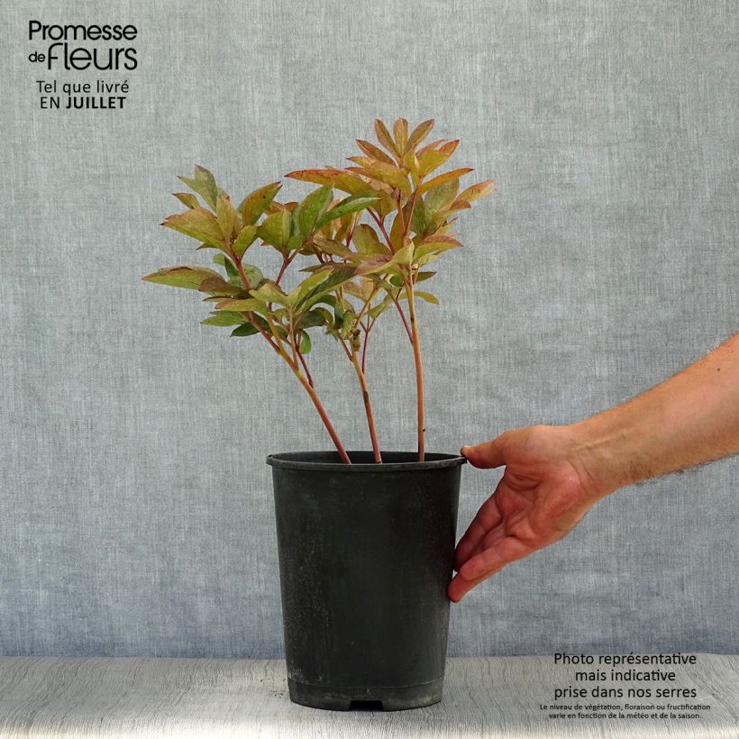 Esemplare di Peonia erbacea Solange Cespo 3/5 occhi consegnato in estate