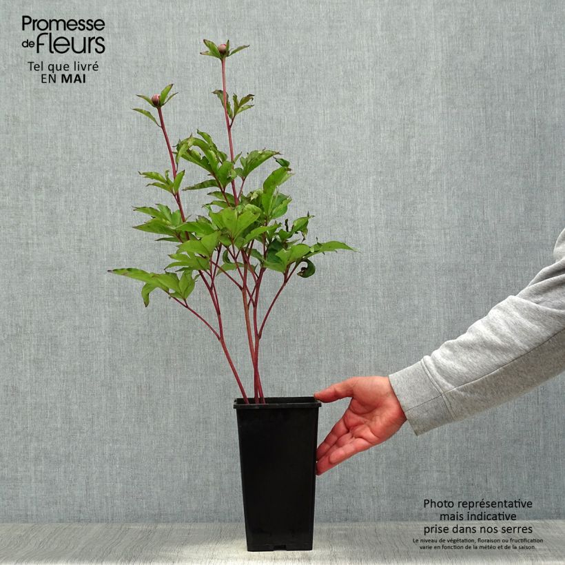 Peonia erbacea White Cap Cespo 3/5 occhi esemplare consegnato in primavera