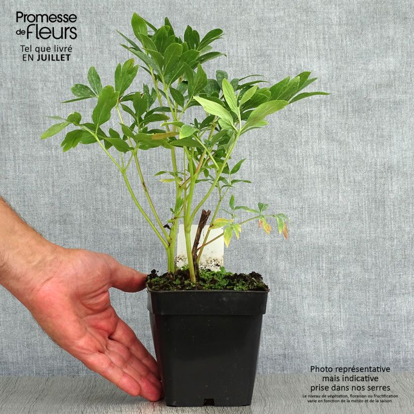 Esemplare di Paeonia officinalis Rosea Plena Vaso da Ø 12 cm / 13 cm consegnato in estate