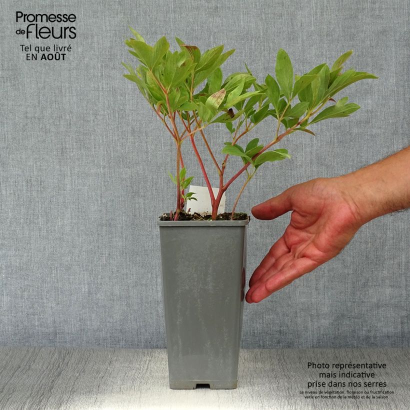 Esemplare di Paeonia officinalis Rubra Plena Vaso da Ø 12 cm / 13 cm consegnato in estate