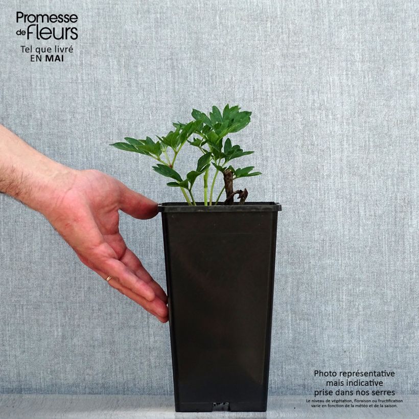 Paeonia officinalis Rubra Plena Cespo 3/5 occhi esemplare consegnato in primavera