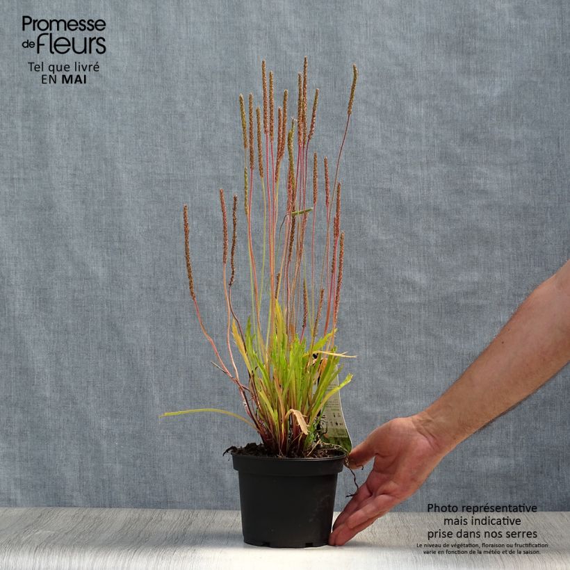Plantago coronopus - Piantaggine barbatella Vaso da 1,5L/2L esemplare consegnato in primavera
