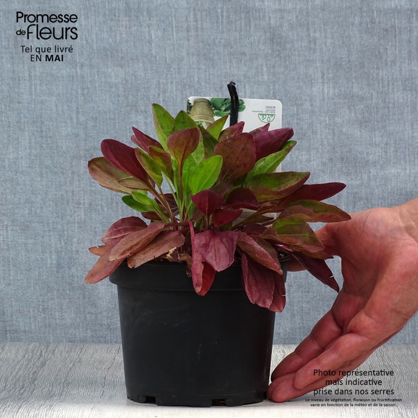 Plantago major Atropurpurea - Piantaggine maggiore Vaso da 1,5L/2L esemplare consegnato in primavera