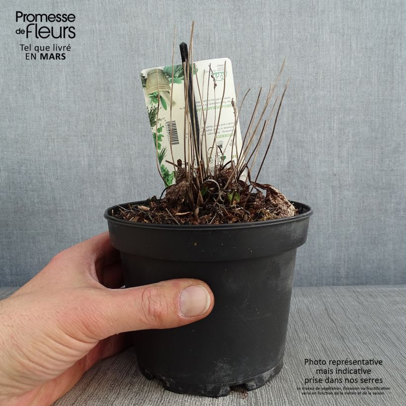 Plantago major Atropurpurea - Piantaggine maggiore Vaso da 1,5L/2L esemplare consegnato in inverno