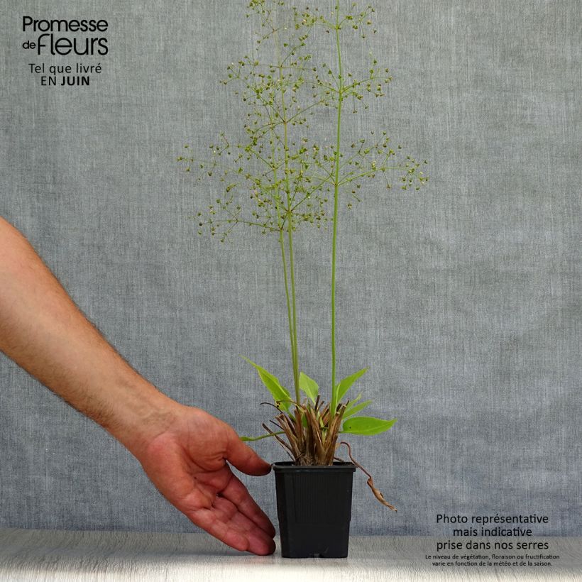 Esemplare di Alisma plantago-aquatica - Mestolaccia comune Vasetto da 8/9 cm consegnato in estate