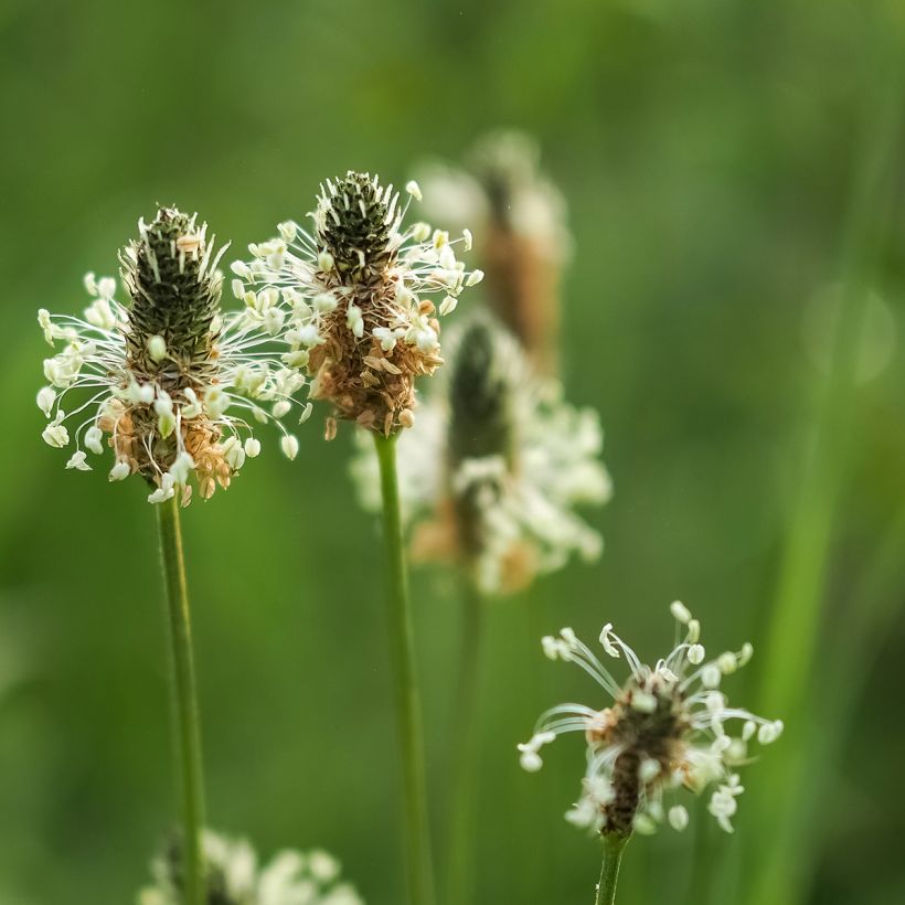 Plantago lanceolata Bio - Ferme de Sainte Marthe - Piantaggine (Fioritura)