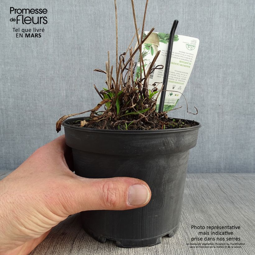 Plantago lanceolata - Piantaggine lanciuola Vaso da 1,5L/2L esemplare consegnato in inverno