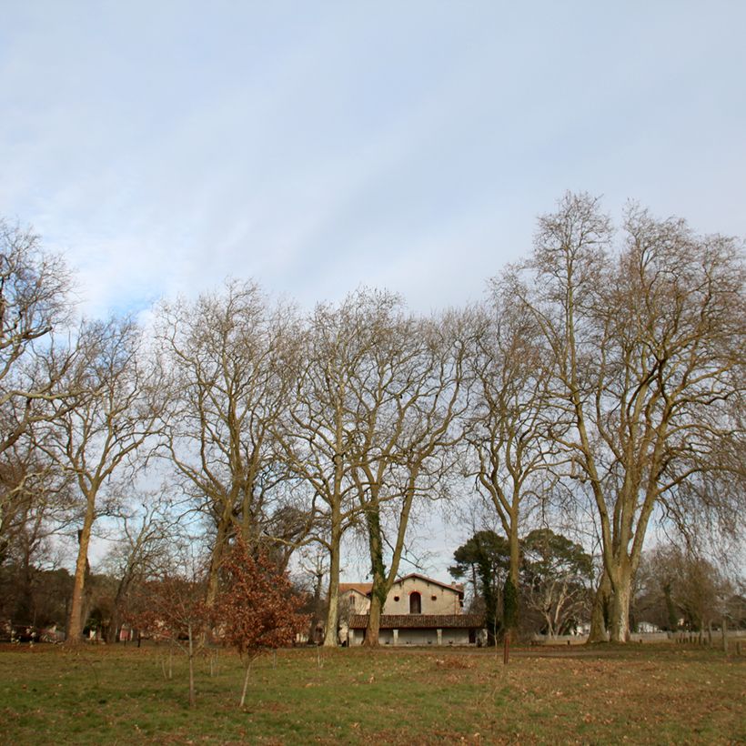 Platanus hispanica - Platano (Porto)
