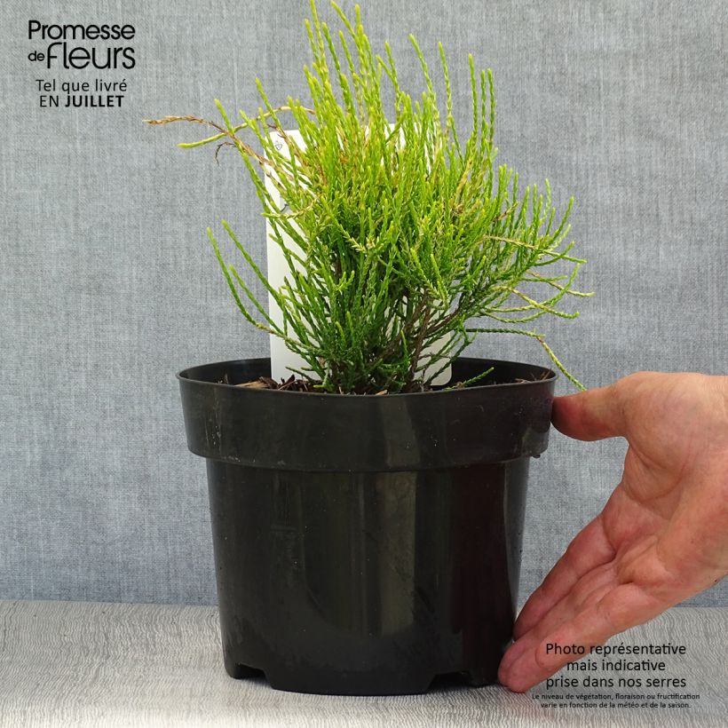 Esemplare di Platycladus orientalis Franky Boy - Tuia orientale Vaso da 2L/3L consegnato in estate