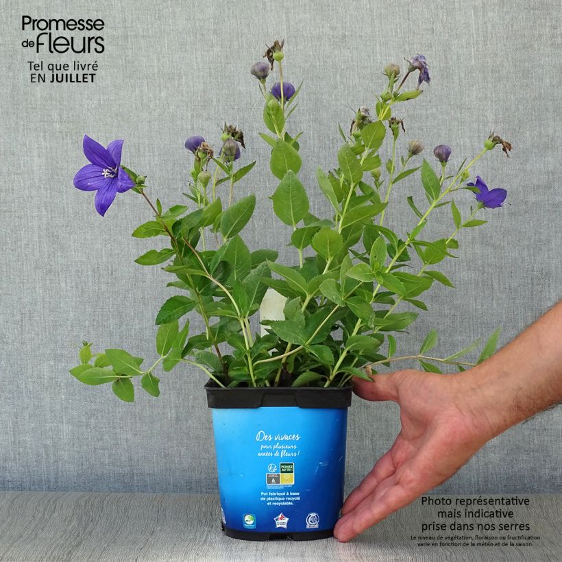 Esemplare di Platycodon grandiflorus Astra Blue - Campanula cinese Vaso da 2L/3L consegnato in estate