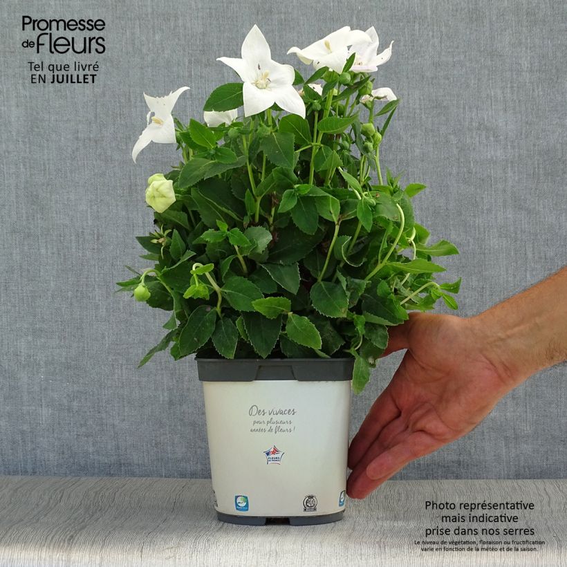 Esemplare di Platycodon grandiflorus Astra White - Campanula cinese Vaso da 2L/3L consegnato in estate