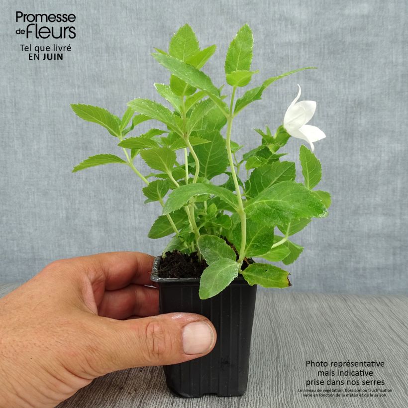 Esemplare di Platycodon grandiflorus Fuji White - Campanula cinese Vasetto da 7/8 cm consegnato in estate